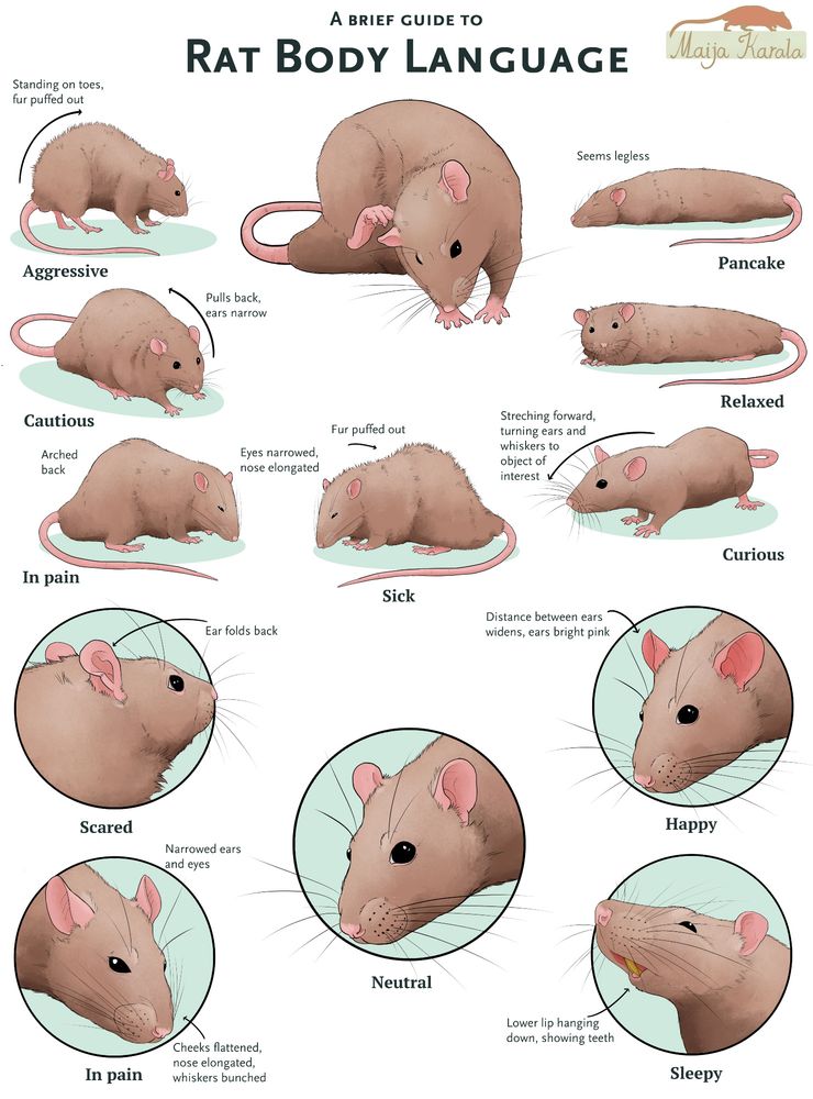 A poster-type image titled "A Brief Guide to Rat Body Language" with various illustrations of a brown rat in different emotional states: aggressive, cautious, in pain, curious, sleepy, happy etc. The position of ears, shape of eyes, direction of whiskers and body posture change with each. These are partially based on scientific research and partially on experience with pet rats. Very unscientifically, fully relaxed rat is simply titled "pancake".