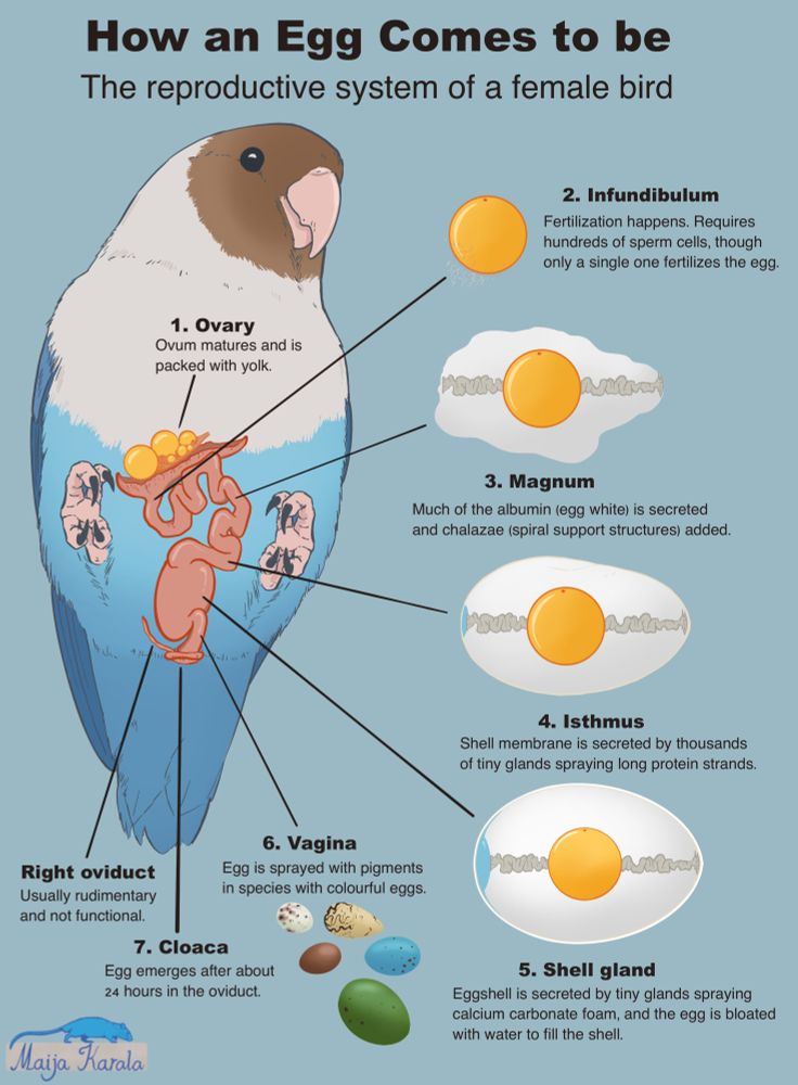 Poster-style infographic depicting a blue-white-brown lovebird (Agapornis) laying on her back, with her reproductive organs illustrated on her belly. Around the bird, different stages of egg formation from fertilization to shell formation are illustrated and explained.