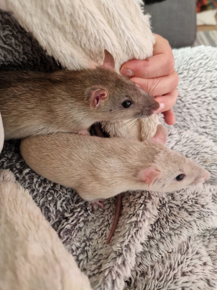 Photo of two seven-week old pet rats curiously peeking out from inside a fluffy bathrobe. One is a soft milk coffee brown, the other a warm creamy colour.