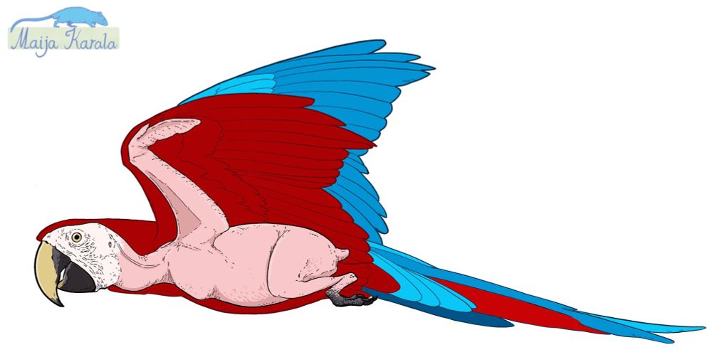 Digital illustration of a red and blue macaw parrot flying from right to left. Overlaid is drawing of what the parrot looks like without feathers: a chubby pink creature with small limbs and a very large head.