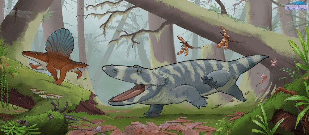 Colourful illustration of a forest scene in which a large, blue-grey vaguely salamander-like animal is running somewhat comically, it's maw open to grab a smaller, sail-backed animal that is escaping up a fallen tree trunk. The ground is covered by mosses, dead leaves and ferns, with several insects and millpedes around.