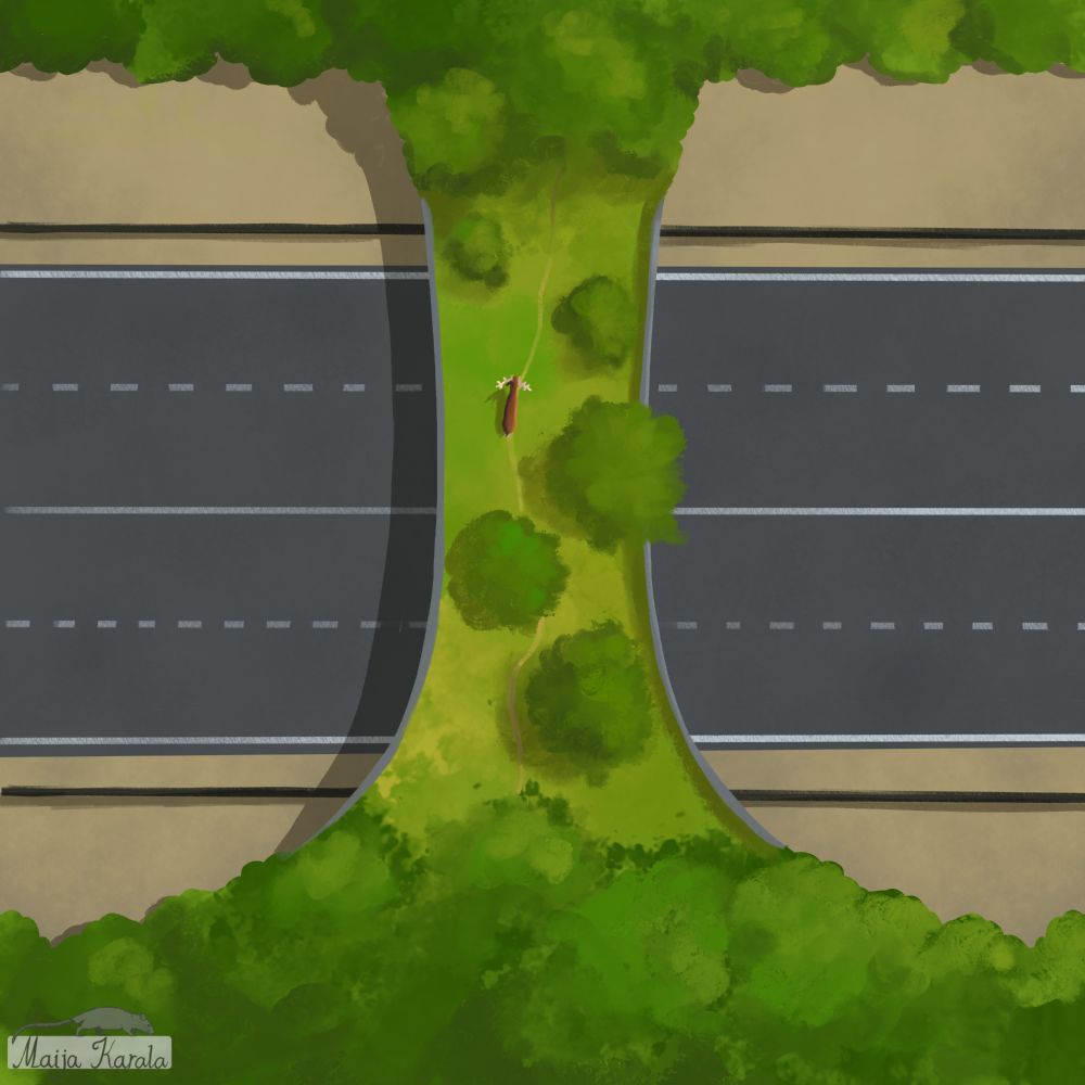 Aerial photo-like illustration of a wildlife crossing built over a highway. The crossing is connecting two forests on either side of the road. A forest trail is seen going through it, with a stag deer walking it.