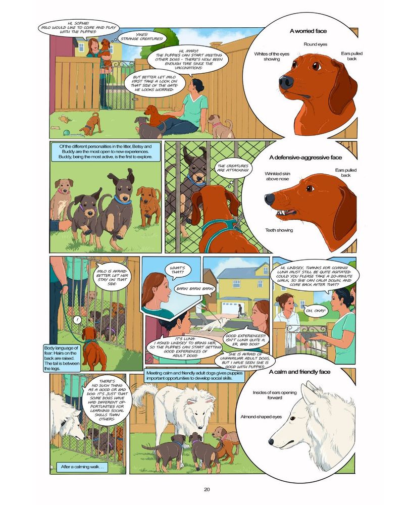 A sample page of an upcoming comic book "Mind of a Dog". It features a part of a story in which adult dogs come to visit and socialize with four puppies on their owner's yard. One of the dogs - a dachshund - is scared of the puppies, and the illustration details the body language of his fear and defensive aggression. He gets to stay outside the fence. The other dog - a white mixed breed dog - is scared of strange adult dogs and barks at them, but she's friendly to puppies. There is also an illustration detailing the body language of her calm and friendly face.