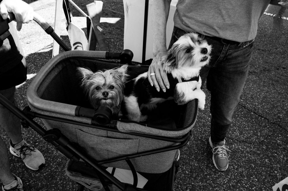 Two cute little dogs being pushed around the festival in a cart.