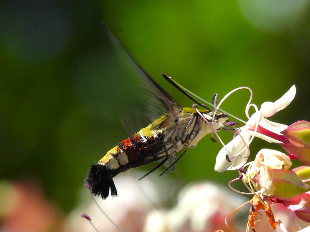 オオスカシバ Pellucid hawk moth (Cephonodes hylas) クサギ Harlequin glorybower (Clerodendrum trichotomum)