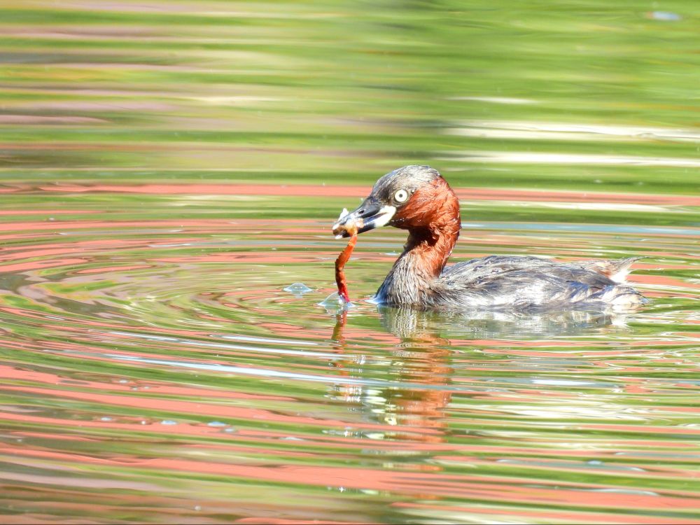 カイツブリ Little grebe (Tachybaptus ruficollis)