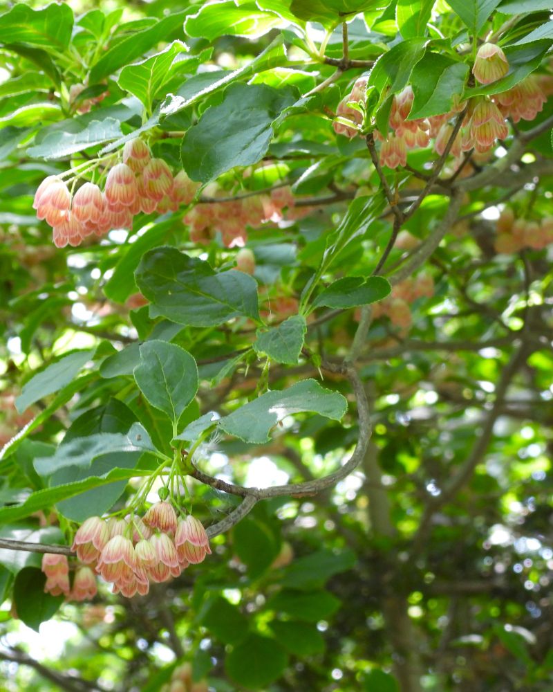 サラサドウダン（更紗灯台）
"Sarasa Doudan"(Enkianthus campanulatus)