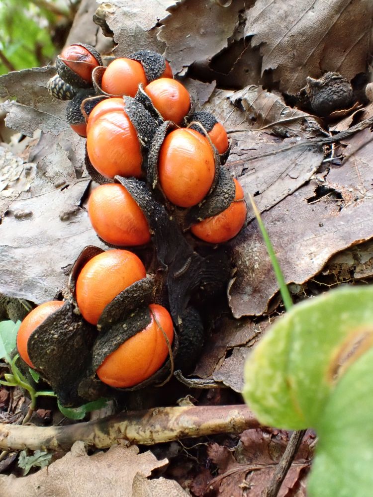 コブシの実
kobushi magnolia (Magnolia kobus) fruit
