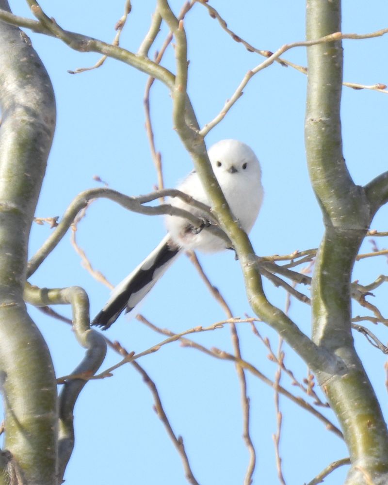 #bird
Long-tailed Tit (white-headed subspecies) 
Taken in Hokkaido, Japan