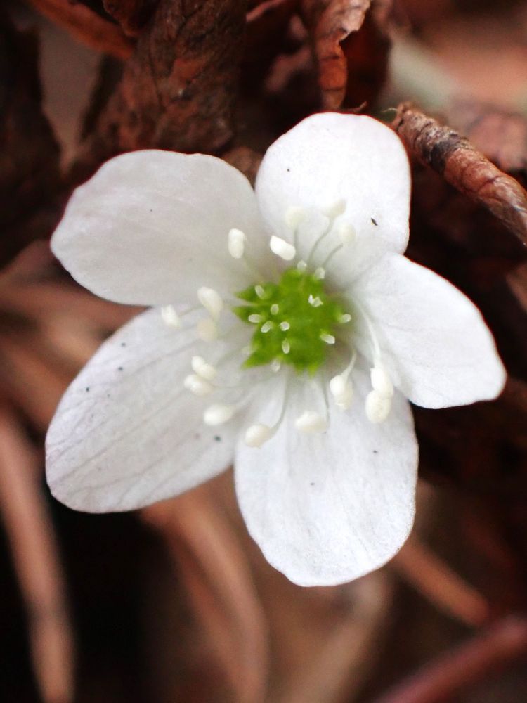 ヒメイチゲ(Anemone debilis)
