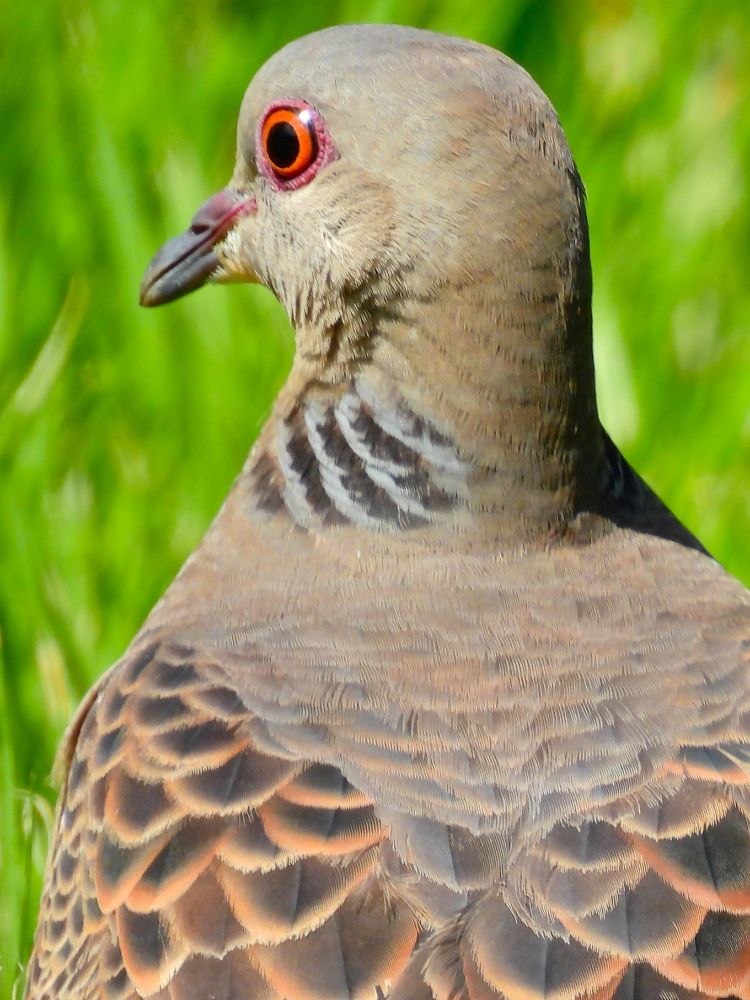 キジバト Oriental turtle dove