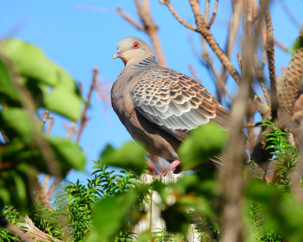 キジバト Oriental turtle dove