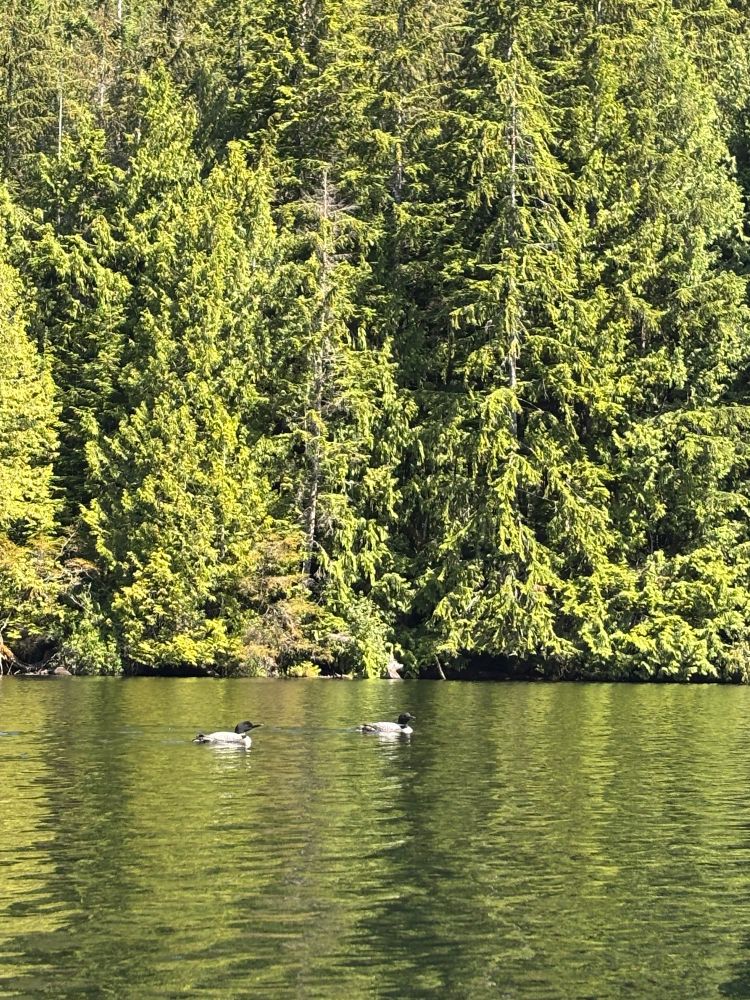 Common loons