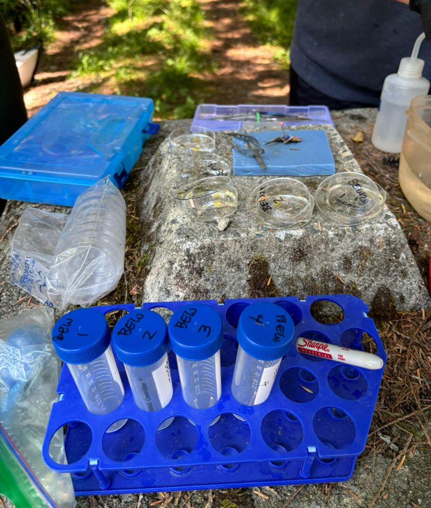 Making within lake crosses to take to the lab