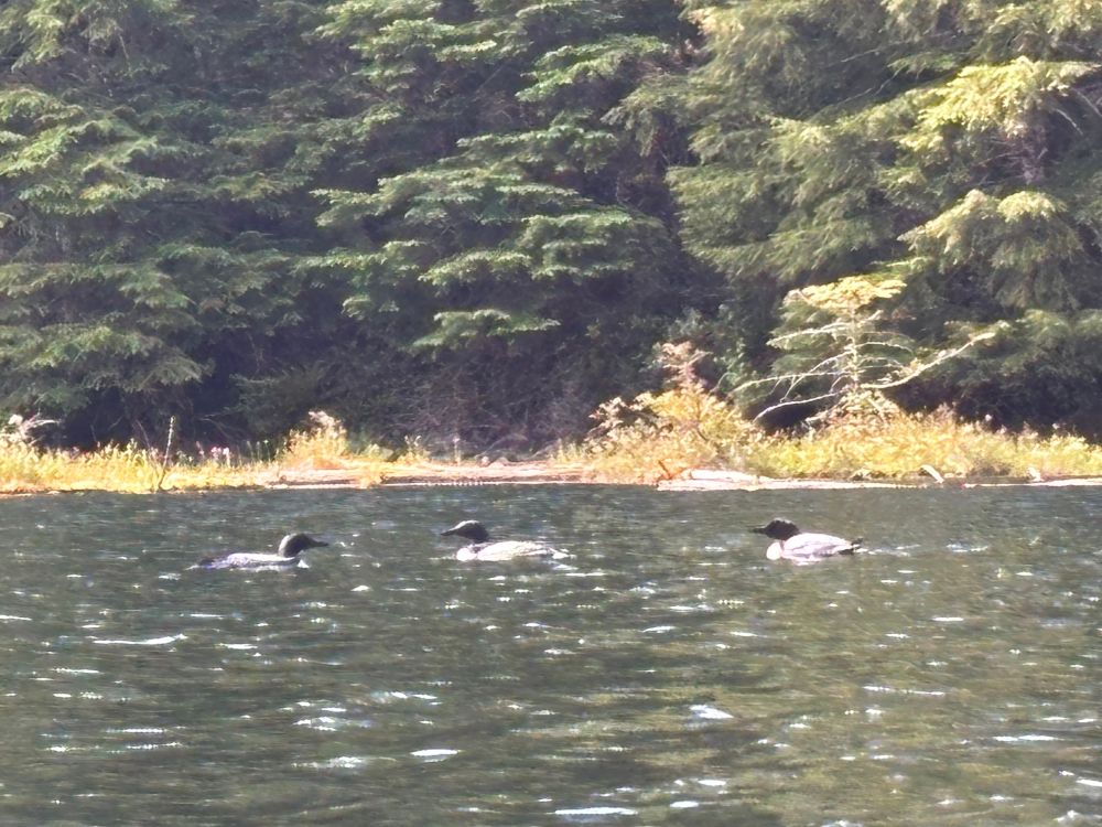 Common loons