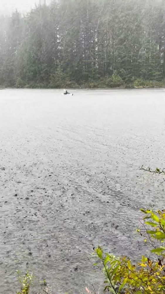 Sampling stickleback on a rainy day in October, at Rosseau Lake