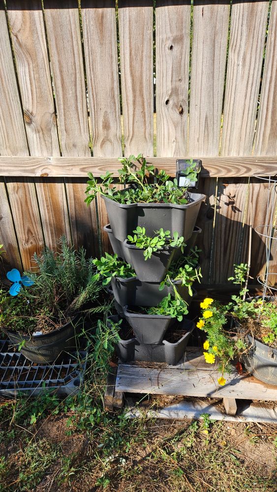 Grow tower with peanut plants sticking from the crevices 