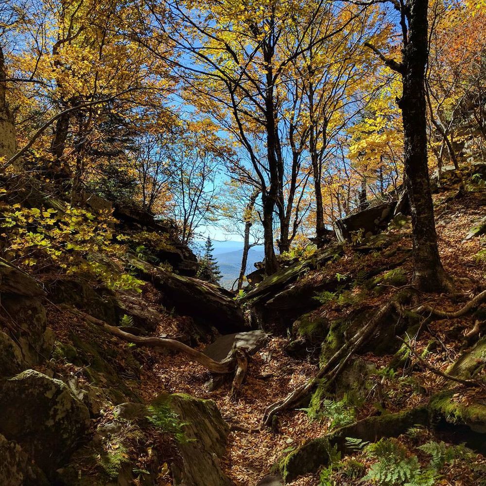 A fall picture taken in the Catskills. Sunlight shines through golden leaves, casting shadows on the leaves and rocks on the forest floor.