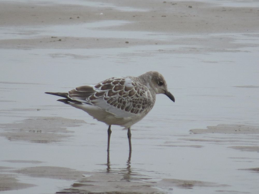 Juv Mediterranean gull