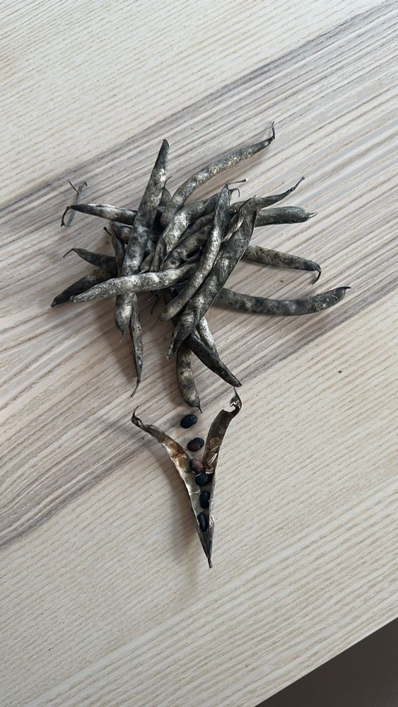 A bunch of dried black bean pods. One pod is split open, black beans are spilling out.