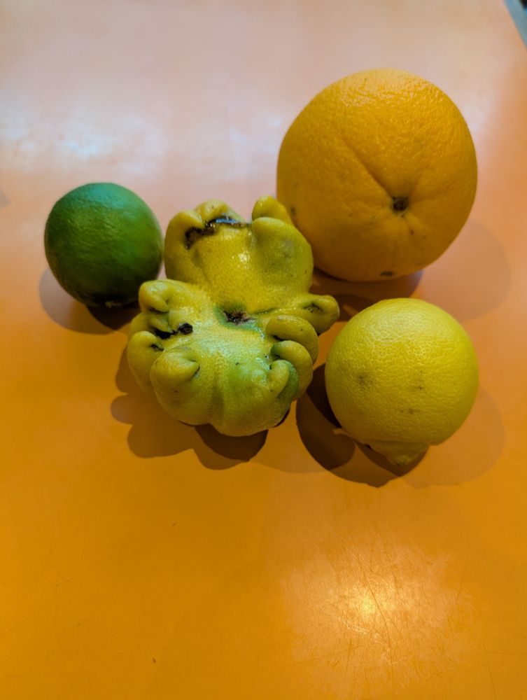 An object that resembles a lemon only by very loose interpretation rests upon our kitchen table. It is many-lobed, tentacular, cursèd. Other shots have it sitting next to other, more conventional citrus fruits for comparison and I feel shame for doing this because I think they might be terrified