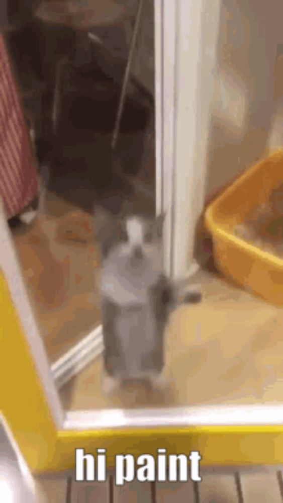 a cat is standing on its hind legs in front of a door and says hi paint .