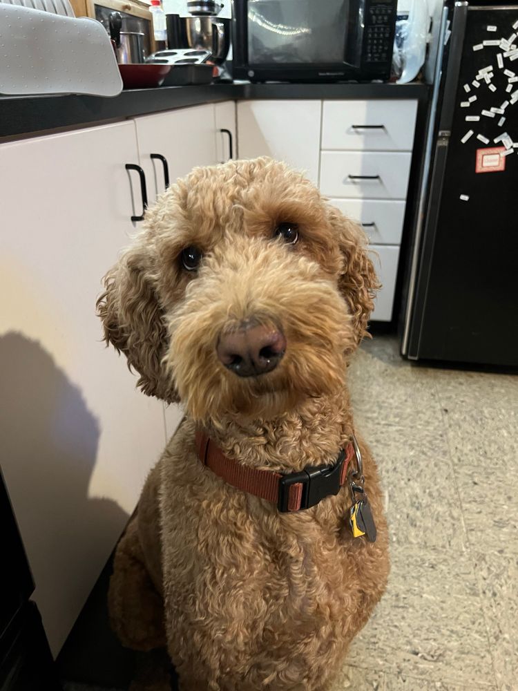 A cutey patootie golden doodle (dog) named Oliver sitting in a kitchen. He has a sweet head tilt as he waits patiently for walkies