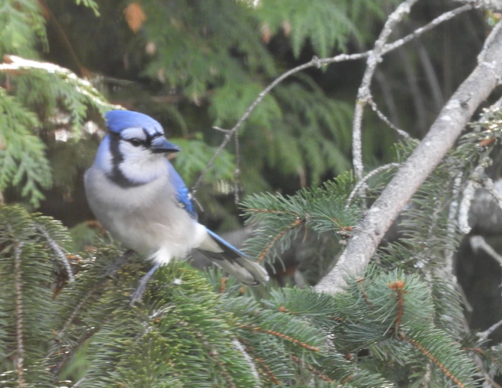 Blue Jay in fir tree.