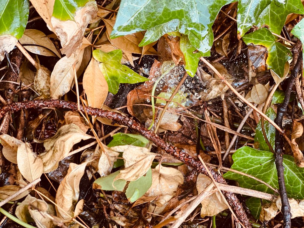 Raindrops caught on a hidden spiderweb in between sticks and fallen leaves. 