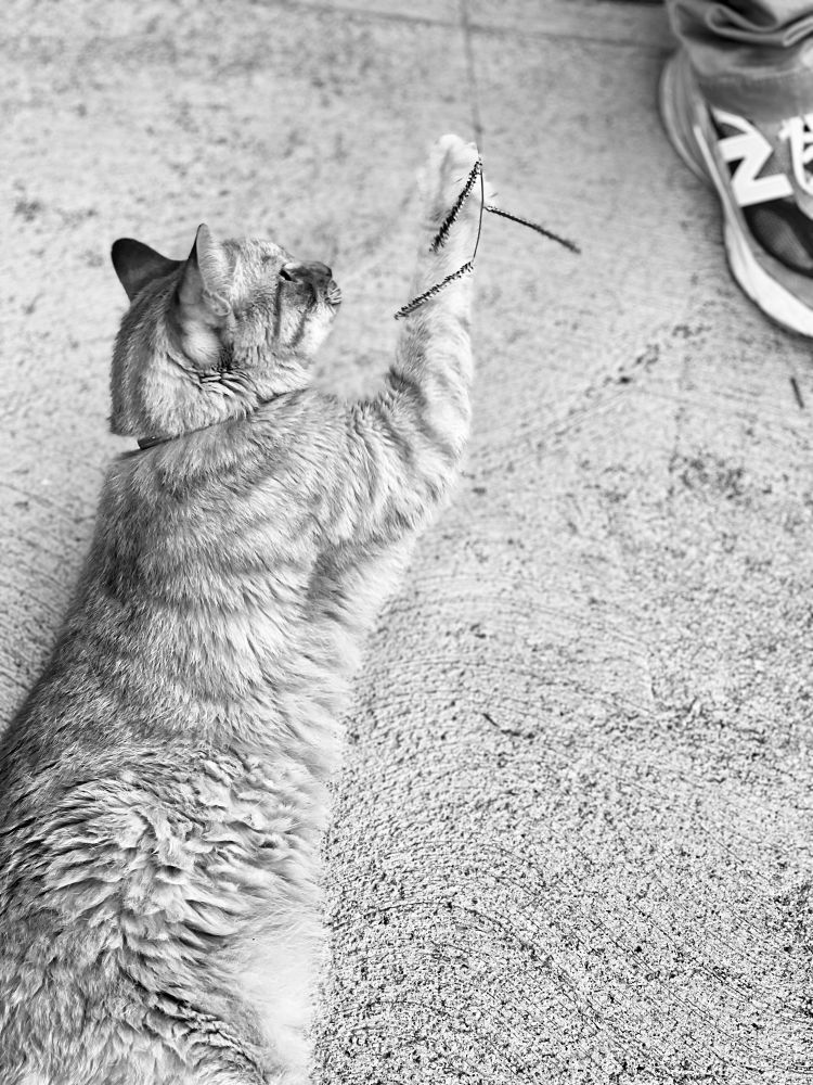 A cat, on a sidewalk, pawing at a long piece of grass, black and white. 