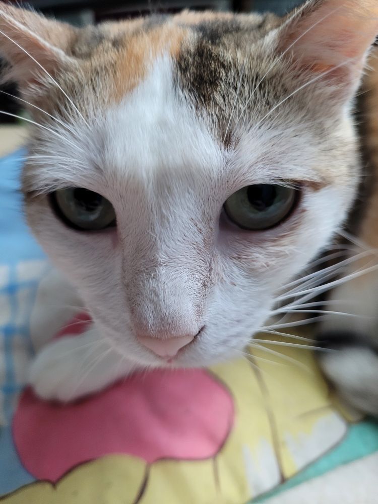 a close-up shot of my cat's head. she looks curious
