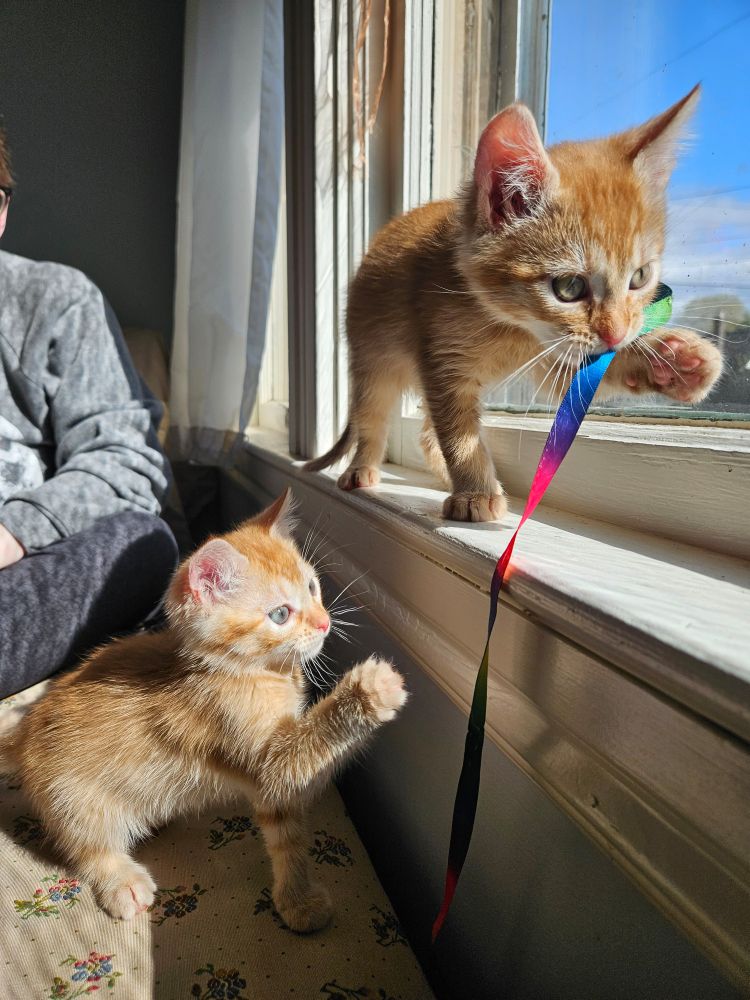 Two seven week old orange kittens are playing next to a window. One kitten holds a rainbow ribbon in his mouth while the other kitten bats at the ribbon nearby.