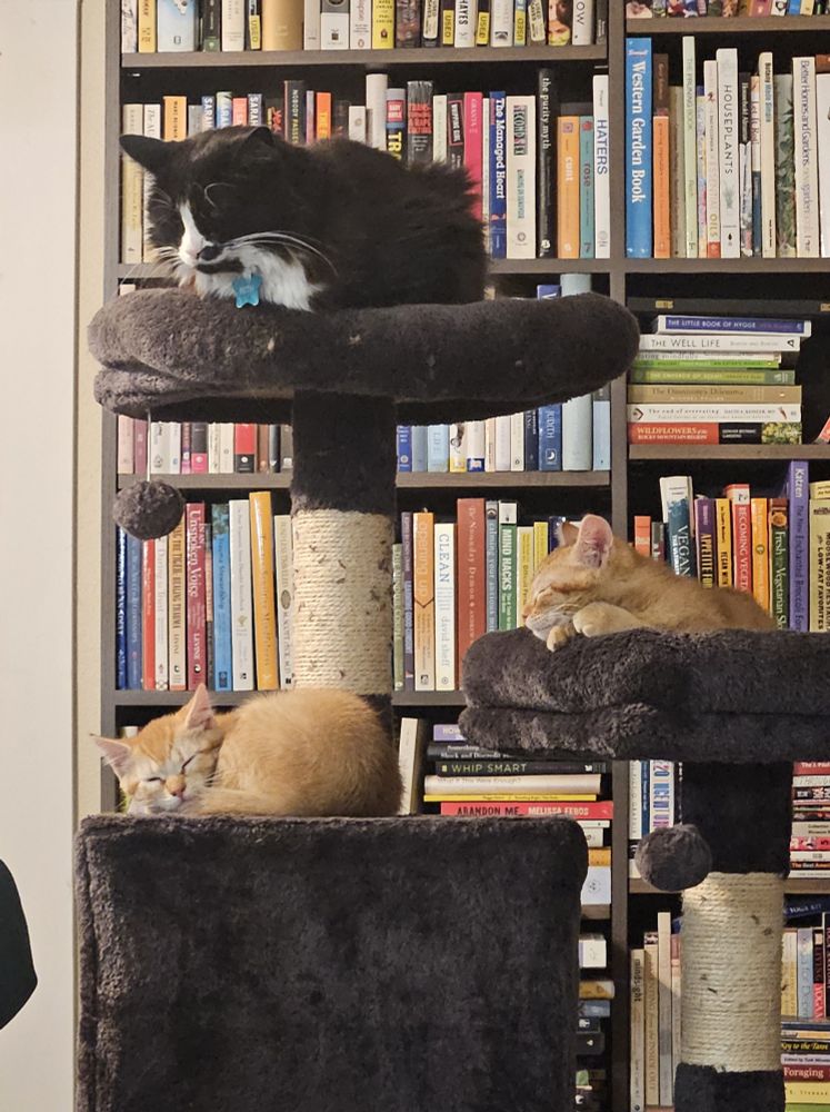 Three cats are snoozing on various levels of a grey cat tree. On the top of the tree, a fluffy tuxedo cat snoozes in loaf shape. On the second highest and third highest "stories" of the cat tree, two similar-looking orange kittens snooze away.