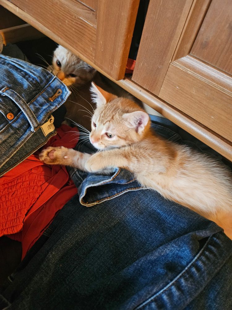 Two orange kittens are snoozing in a drawer full of jeans and shorts.