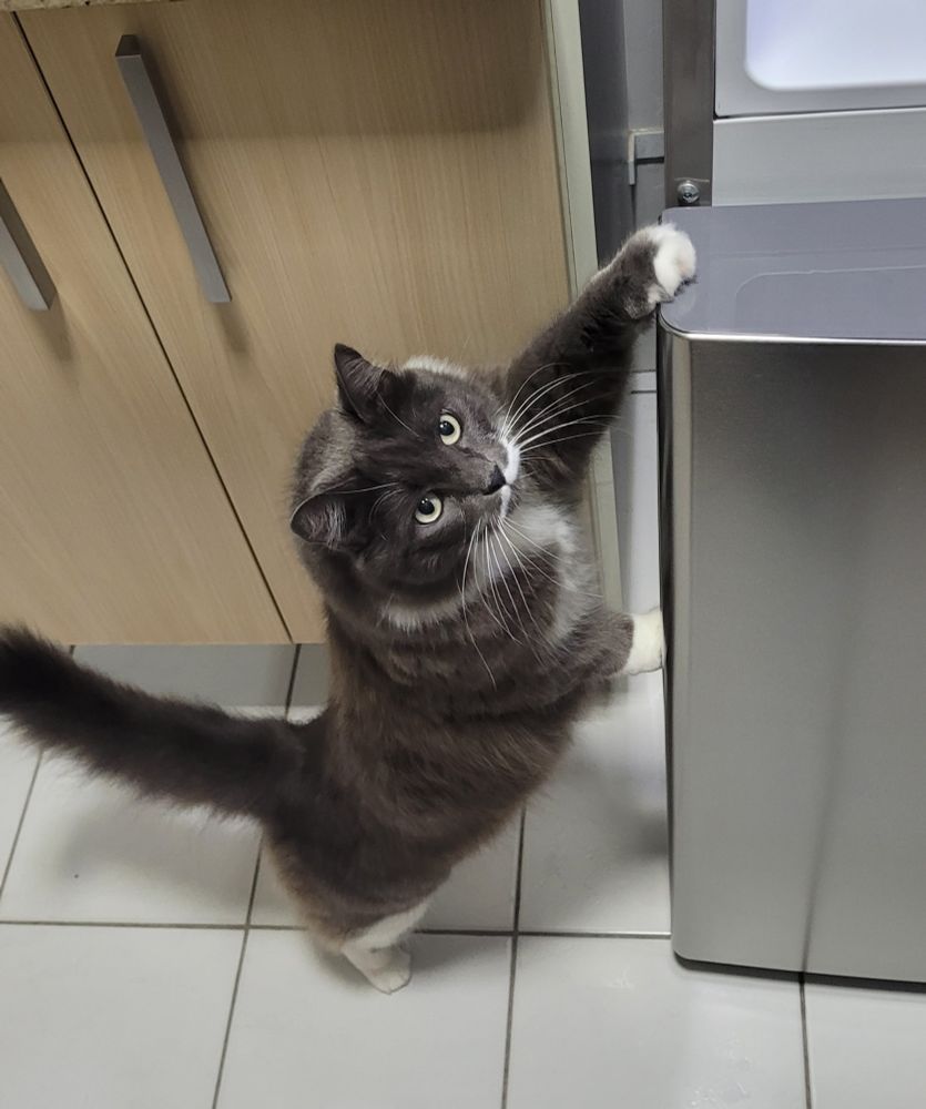 "where's the gogurt?"
a grey and white tuxedo cat stands on her hind legs by an open fridge