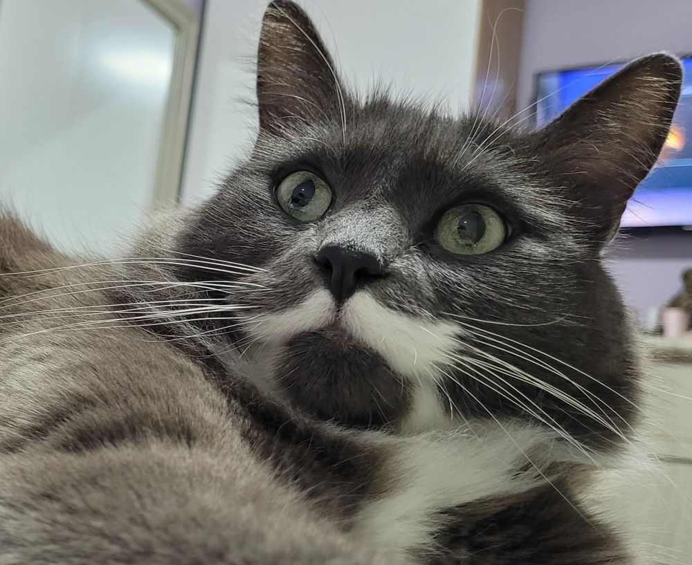 Nono, a grey and white cat with fur markings that resemble a mustache has a distant and slightly spooked stare.
The caption says "is this... a thought?"
