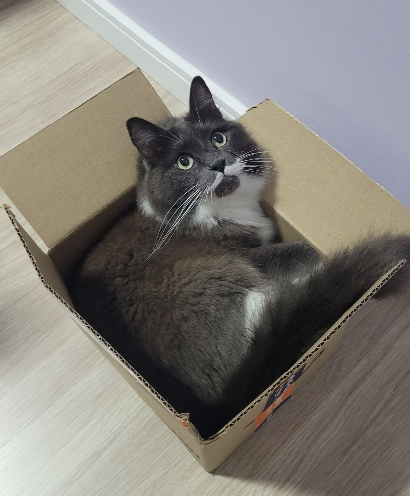 "I am having box time"
A gray and white tuxedo cat is curled up inside a box that's slightly smaller than it should be for her to fit confortably.