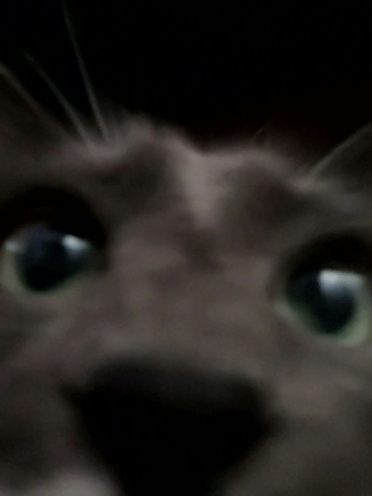 "do you have games on your phone?"
a blurry close-up of a grey cat with green eyes, her nose is very close to the camera 