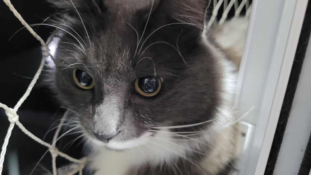 "up close and personal...space, please?"

close-up shot of a gray and white tuxedo cat laying by the window, her eyes look big and yellow, she has a milk mustache and big whiskers.