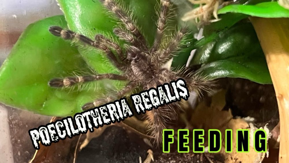 Indian Ornamental, Poecilotheria Regalis - Tarantula Sling Feeding!