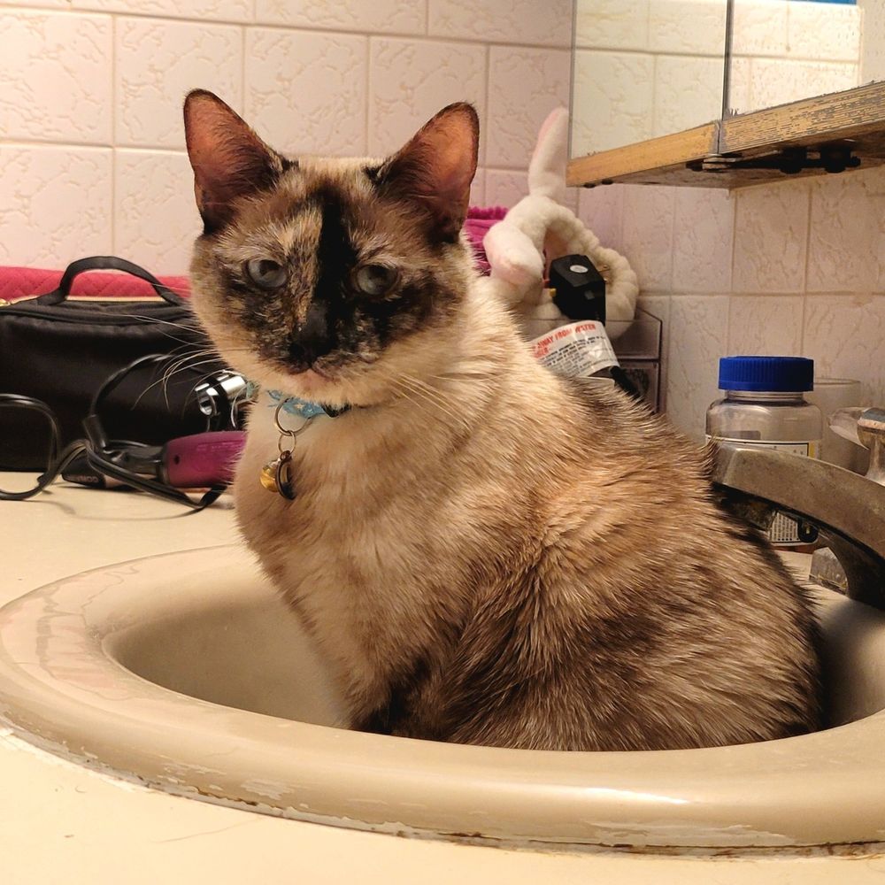 cat sitting in a bathroom sink