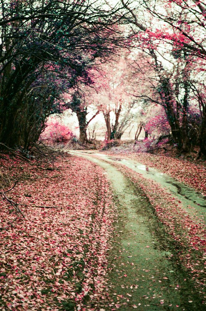 A road, lined with trees, going round a bend. Lots of leaves on the floor. Taken on Lomochrome Purple film which makes the dead leaves and the tree look very pink and purple.
