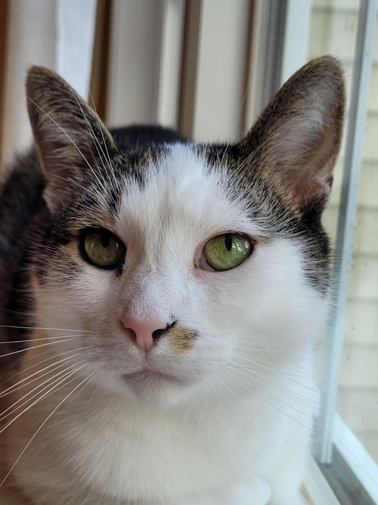 Mostly white and brown tabby cat sitting on a windowsill looking up