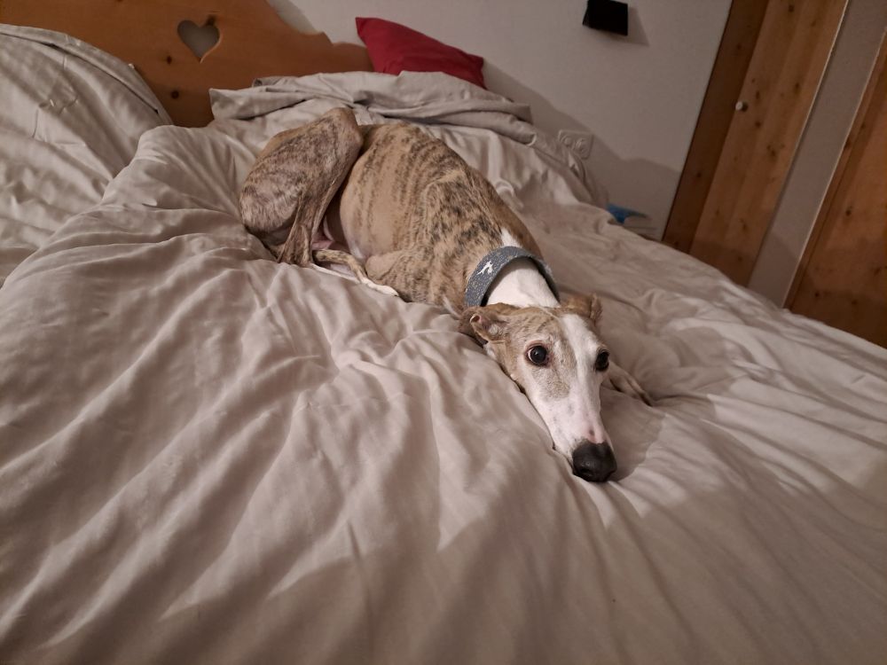 Young brindle hound with a big black nose being as flat on a white bed as he possibly can be