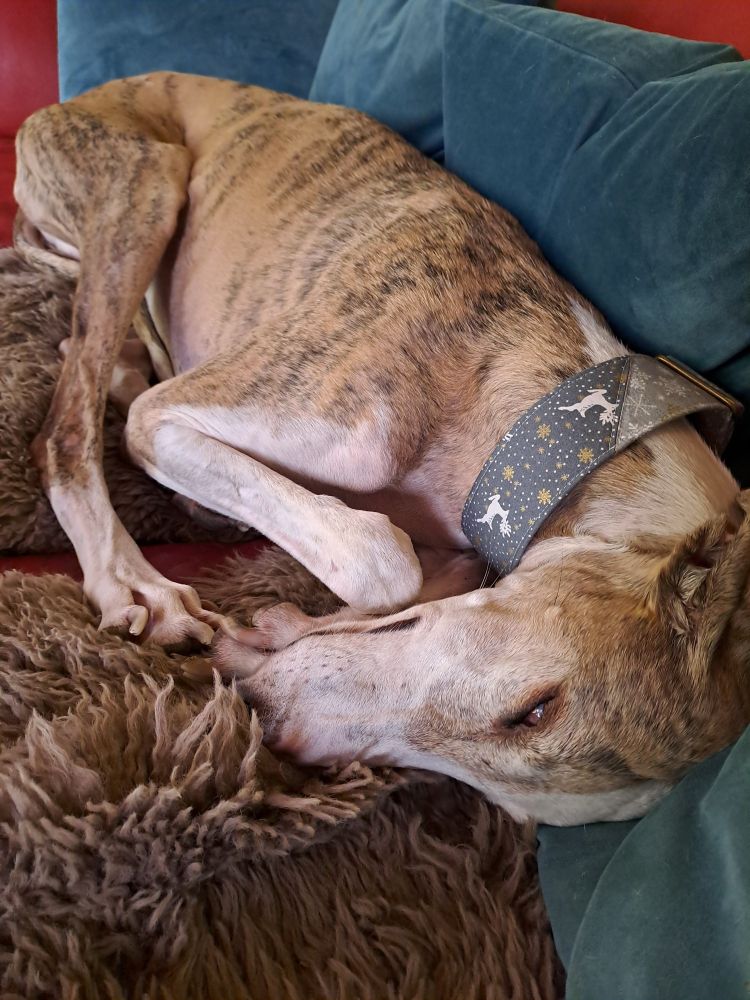 Light brindle hound sleeping peacefully on a grey fur on a blue couch, not knowing what lies ahead of him - because he probably wouldn't  be so chill then anymore