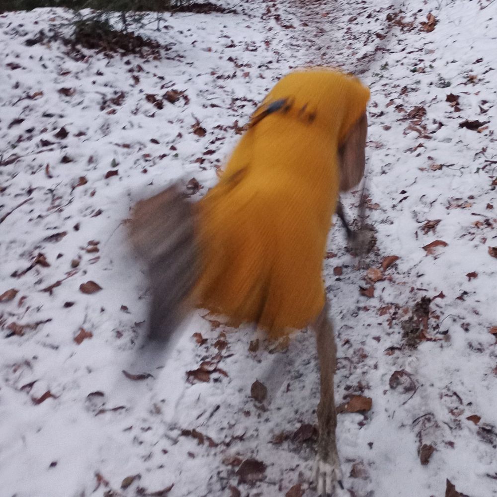 A blurry hound in a yellow coat, running towards the camera, too fast to be probably caught by it 
