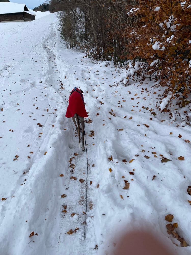 A snowhound in a red coat bravely trotting ahead in a snowy landscape