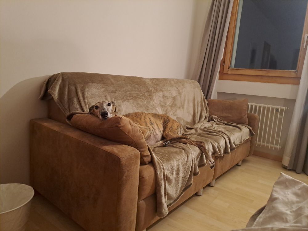 A elder brindle hound going full camouflage on a brown couch with a light brown blanket
