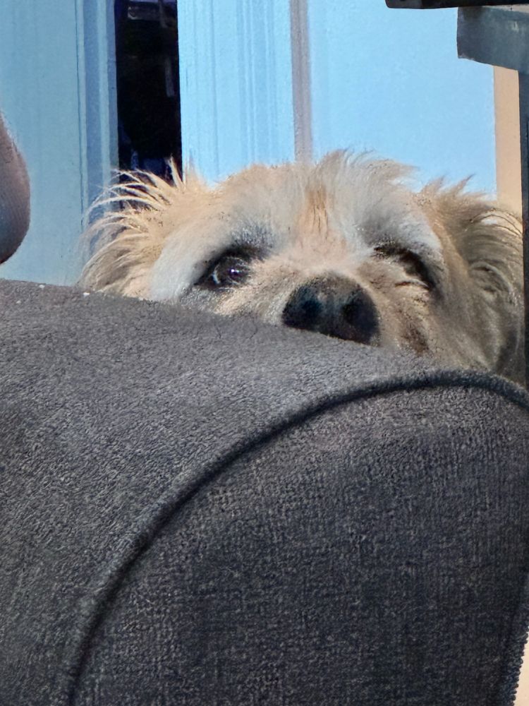 White dog looking over the arm rest of a couch. 
