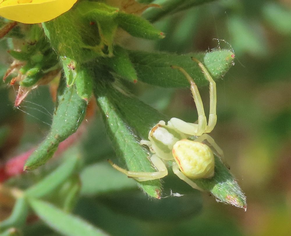 This Goldenrod Crab Spider, Misumena vatia, was waiting for prey on a Cinquefoil in Teller County, CO this past summer. 